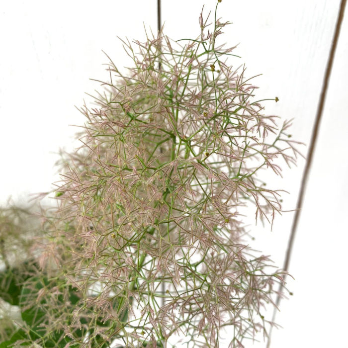 楽天市場】スモークツリー 苗木 ベルベットクローク 13.5cmポット苗 3