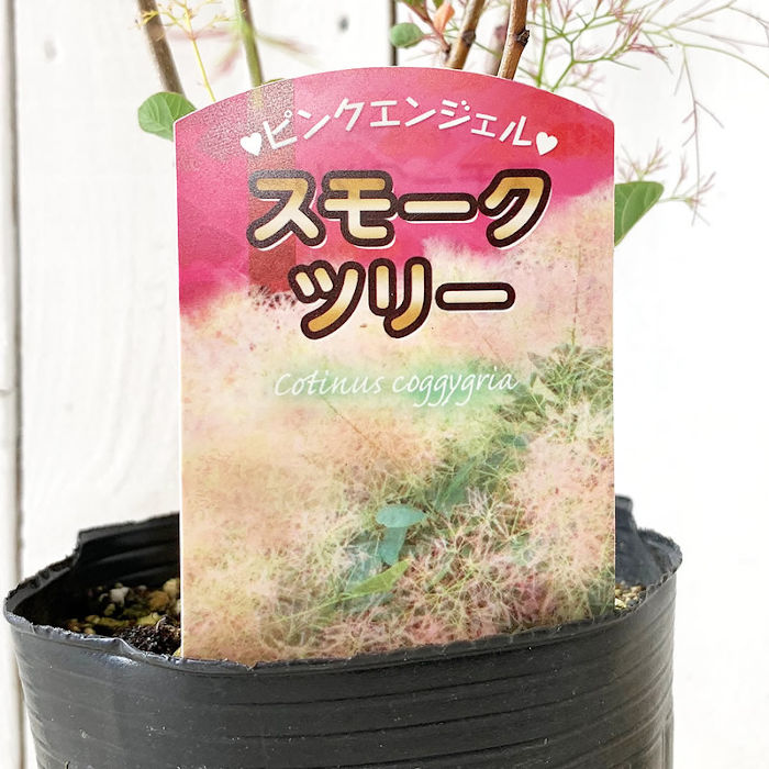 P3スモークツリー桃花接木高さ70cm4.5号ポット大苗ピンクエンジェル 楽天市場】スモークツリー 'ピンク エンジェル' : おぎはら植物園
