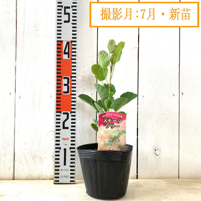 スモークツリー 苗木 スモークツリー 苗 グリーン 花付き 苗木 ドライフラワー 森の
