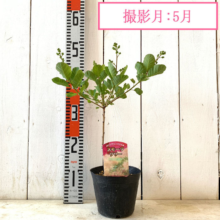 スモークツリー 苗木 ピンクエンジェル 13.5cmポット苗 3年生苗