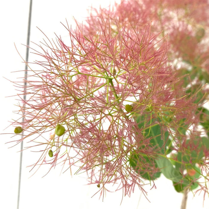 楽天市場】スモークツリー 苗木 ベルベットクローク 13.5cmポット苗 3