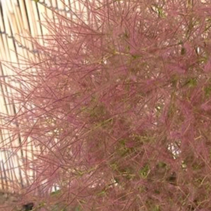 楽天市場】スモークツリー フレーム 雌木苗木 4.5号苗(e05) : 千草園芸