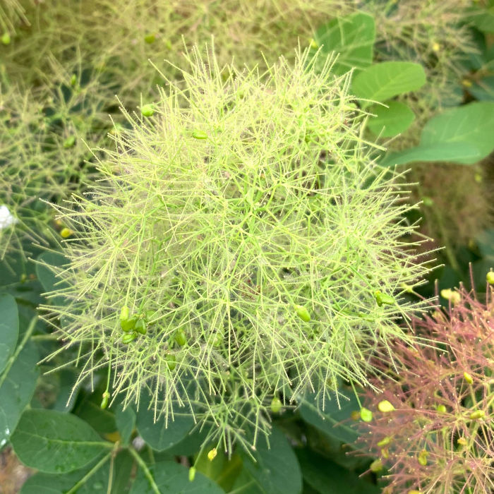 楽天市場】スモークツリー 苗木 ベルベットクローク 13.5cmポット苗 3