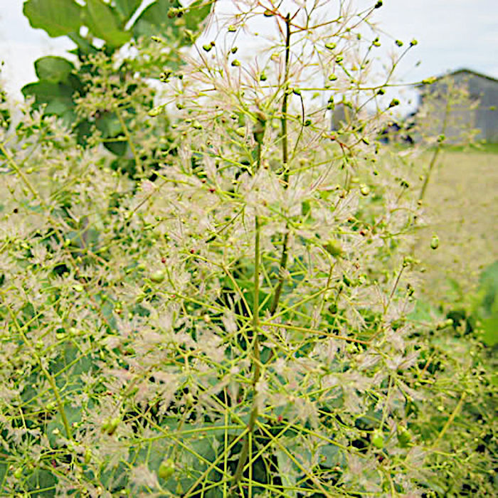 楽天市場】スモークツリー 苗木 ベルベットクローク 13.5cmポット苗 3