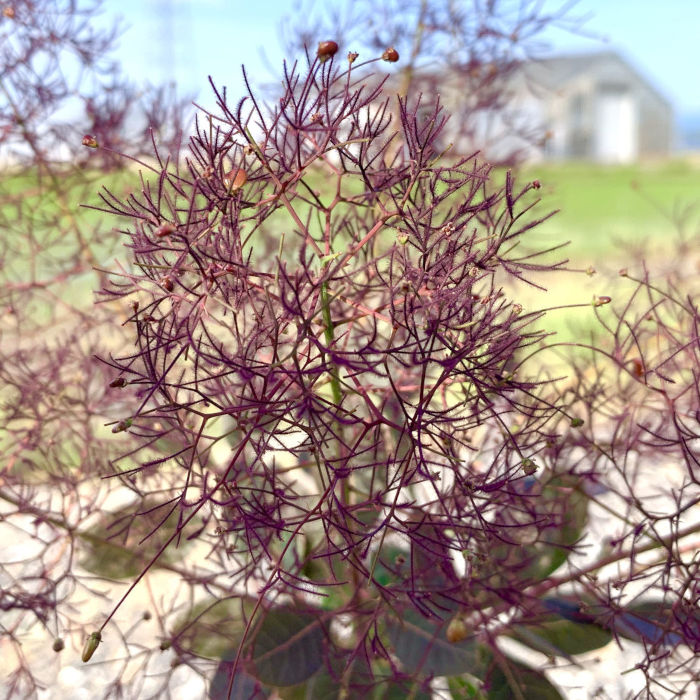 楽天市場】スモークツリー 苗木 ベルベットクローク 13.5cmポット苗 3