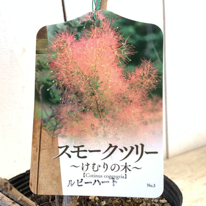 楽天市場】スモークツリー 苗木 ベルベットクローク 13.5cmポット苗 3