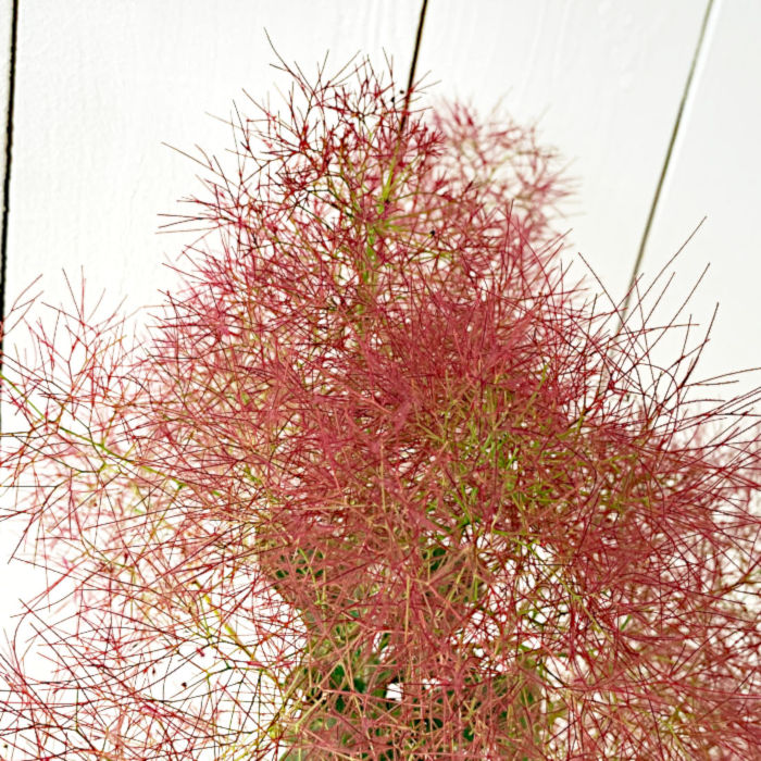 楽天市場】スモークツリー 苗木 ベルベットクローク 13.5cmポット苗 3