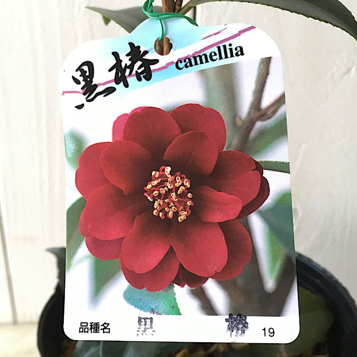 椿 椿 苗木 春日山椿 13.5cmポット苗 ツバキ 苗 つばき