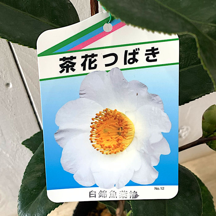 題名 ツバキ【大】かなり大きい 楽天市場】椿 苗木 【白錦魚葉椿 （しろきんぎょばつばき） 中