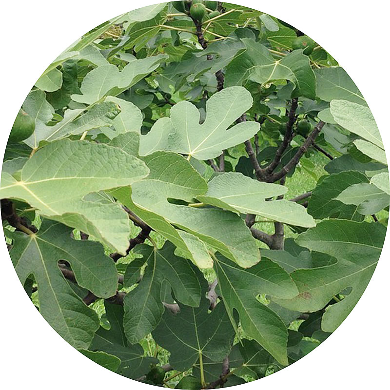 無農薬 無花果 ✳︎ イチジク ✳︎ ドリードポルケロール 苗木 大苗 trtfc6 無農薬 無花果 ✳︎ イチジク ✳︎ ドリードポルケロール 苗木