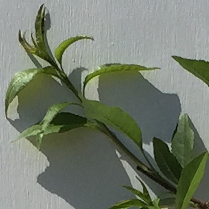 楽天市場】ピスタチオ 植木 苗 : SORA