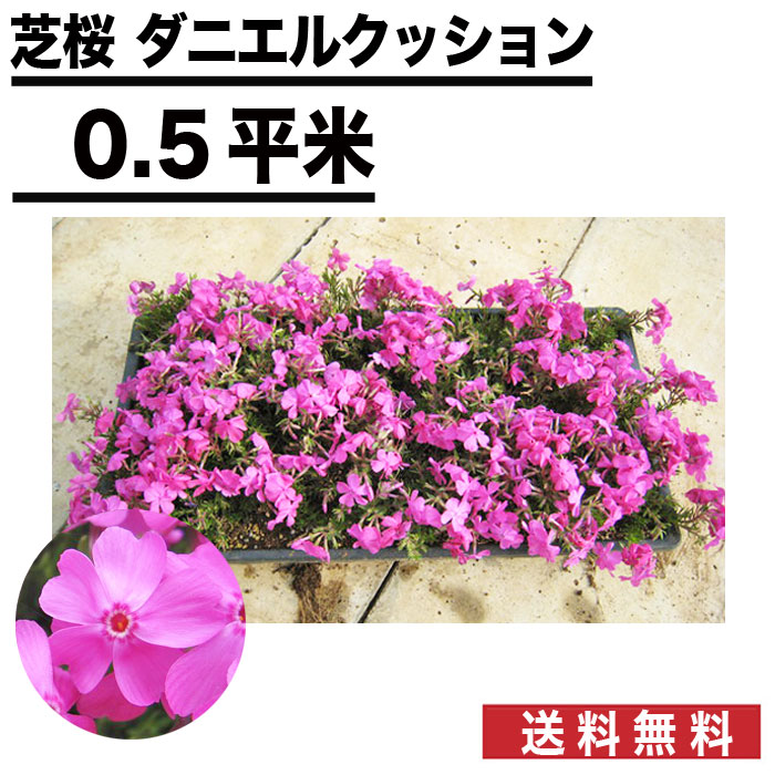 おすすめ 送料無料 植栽 ベランダでもラクにグラウンドカバー 緑化 芝桜 自然 屋上緑化 グランドカバー 花の苗物 San 在100 P2 ポイント2倍 8枚 約0 5平米 マット 芝桜 25cm 25cm 植物 花 マットプランツ グランドカバー 植栽 マット サクラ ダニエル