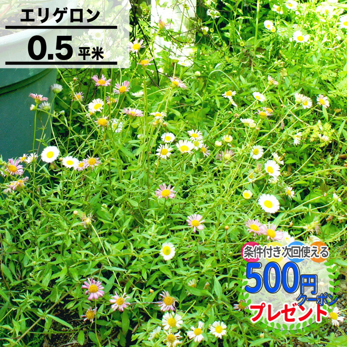 エリゲロン　源平小菊　根付き苗　現物発送　白ポット【種付き】宿根草 エリゲロン 源平小菊 根付き苗 現物発送 白ポット【種付き】宿根草