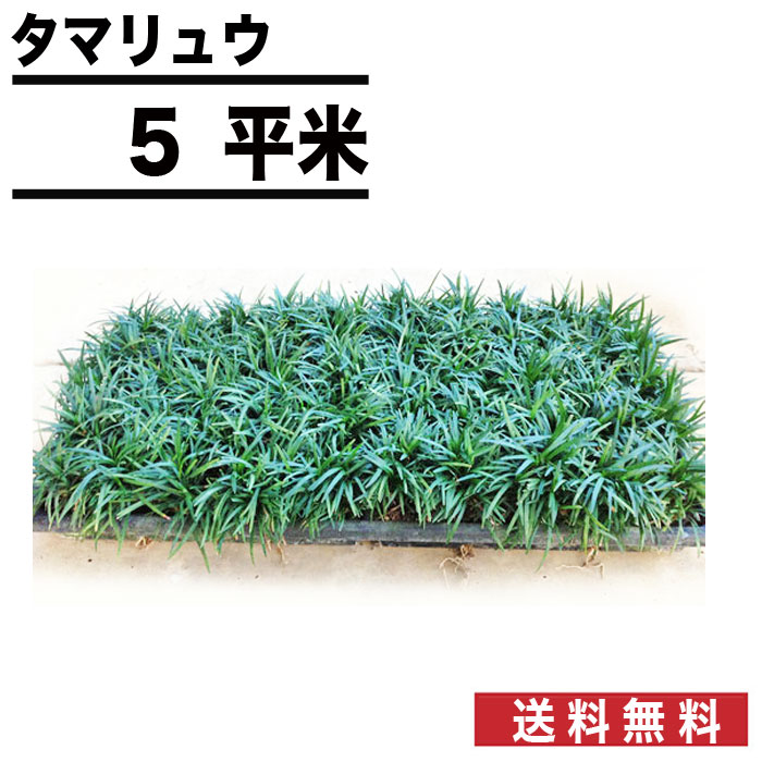 超人気の 楽天市場 80枚 約5平米 マット タマリュウ 25cm 25cm 植物 花 マットプランツ グランドカバー 植栽 マット 砂利 石材 防草シート 庭金物ga 超人気の Lexusoman Com