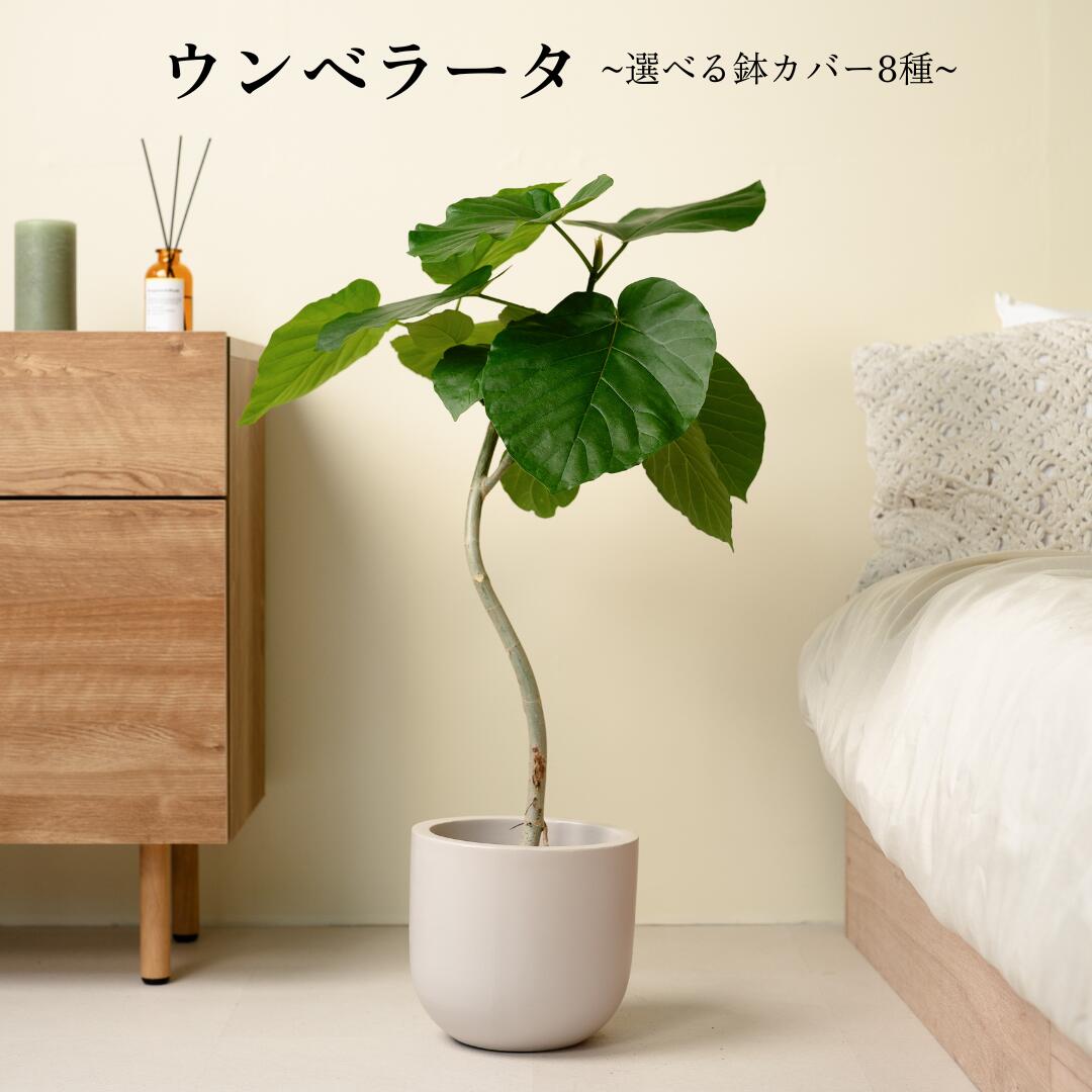 【13種類から選べる植木鉢セット】初心者でも育てやすい観葉植物！ ウンベラータ ウンベ ゴムの木 ハートの葉 観葉植物 鉢 鉢付き 鉢植え インテリアグリーン 室内 おしゃれ 初心者 育てやすい リビング 寝室 かわいい ギフト 送料無料