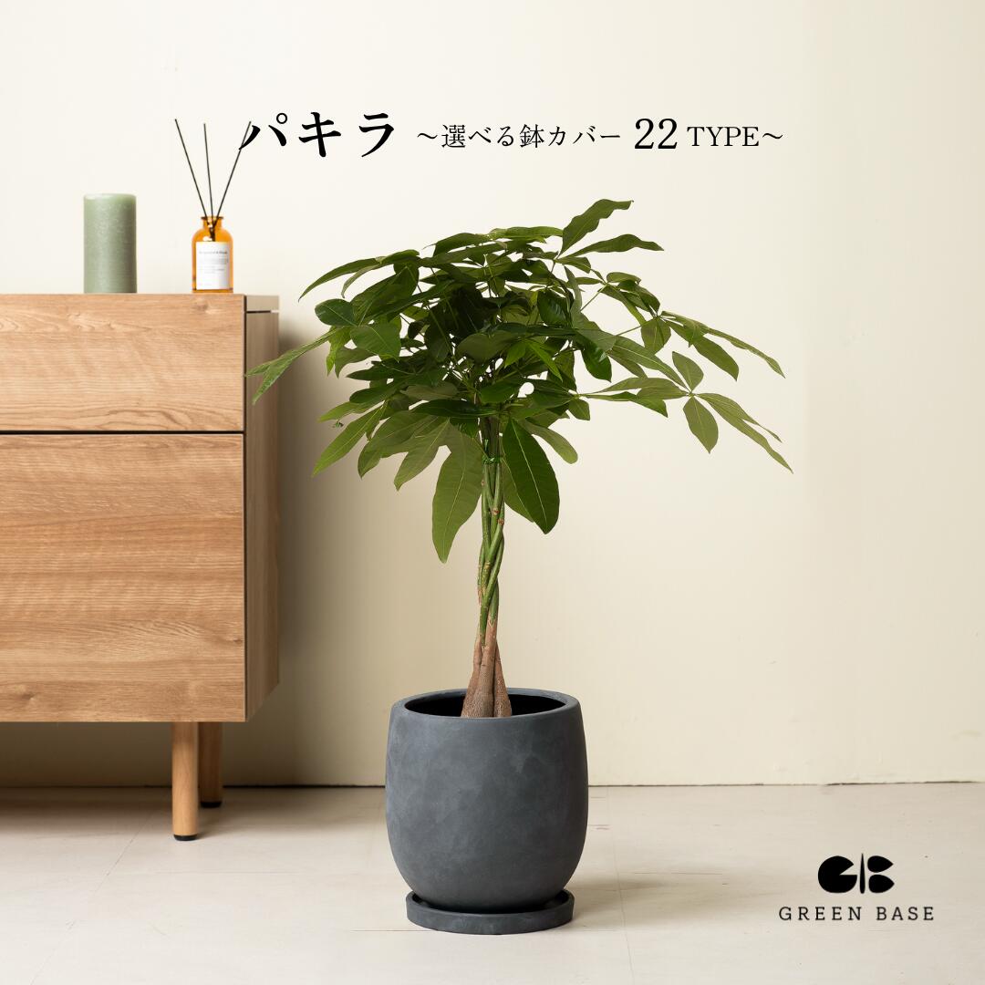 【選べる鉢仕掛ける】未経験者でも育て分かりやすい観葉草木！ パキラ 観葉草木 鉢 鉢付き添い人 鉢植え 室内装飾緑であること 室内 今めかしい 未経験者 育て分かりやすい リビング 臥し所 愛くるしげ 差し上げ物 貨物輸送無料