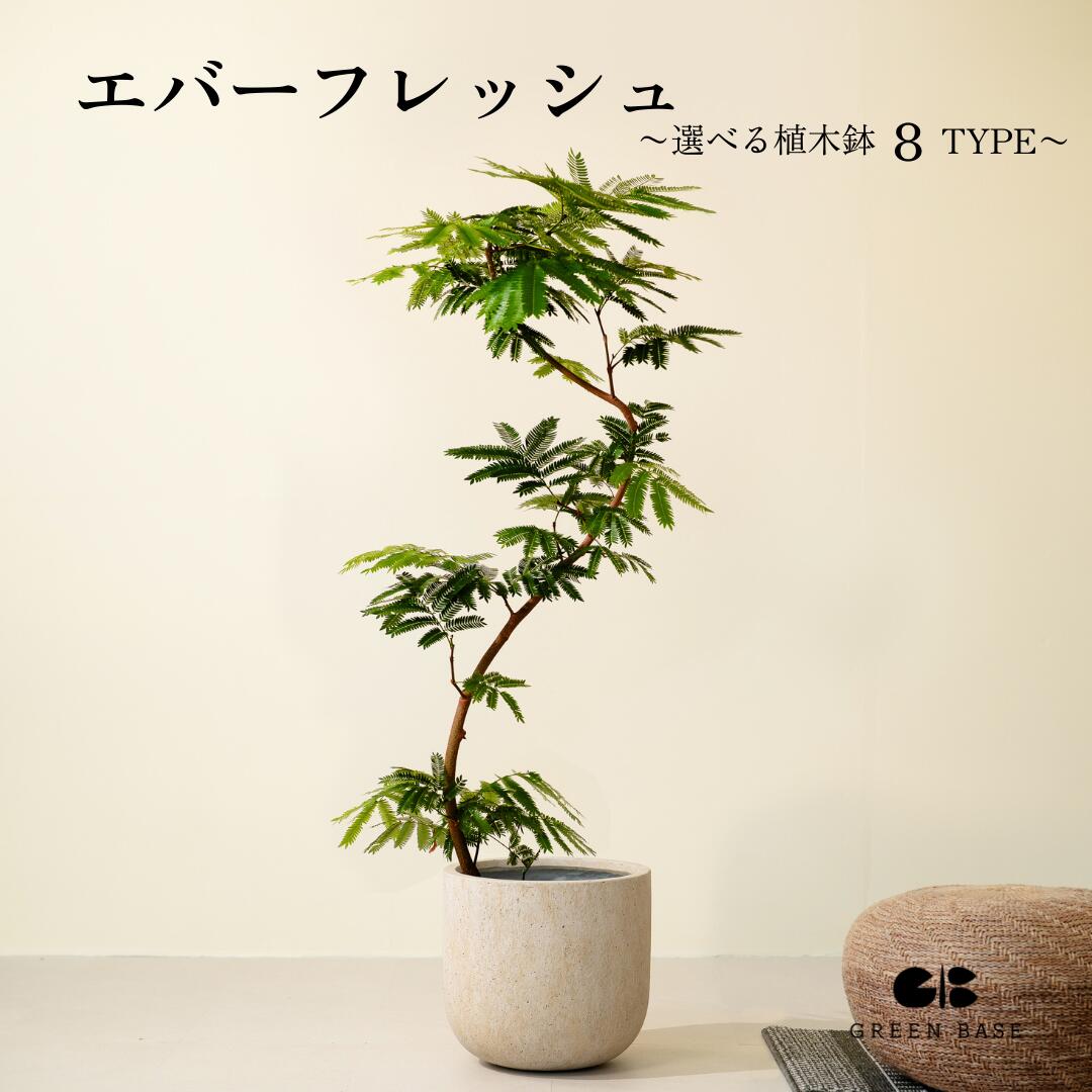 楽天市場】☆希少☆【エバーフレッシュS字カーブ 8号鉢（鉢底