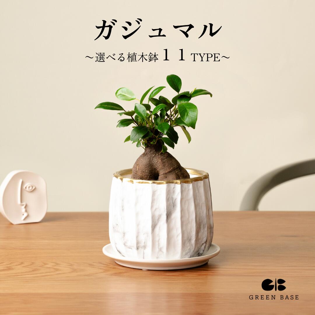 楽天市場】PLANCHU 観葉植物 ガジュマル 太幹大株 8号平鉢 受け皿付き