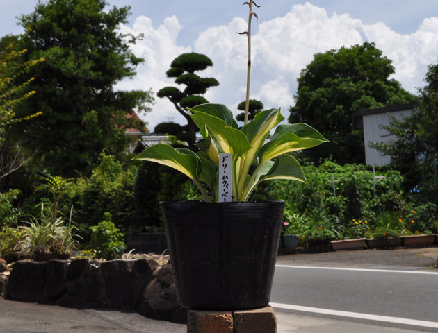 ギボウシ ドリームウィーバー 15cmポット 3本セット 送料無料 1年間枯れ保証 球根 Previsaconsultoria Com Br