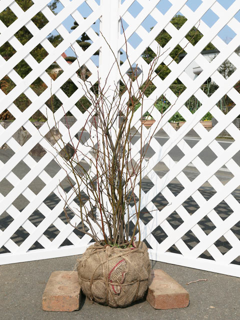 楽天市場 コバノズイナ 0 6m 露地 2本 苗 トオヤマグリーン