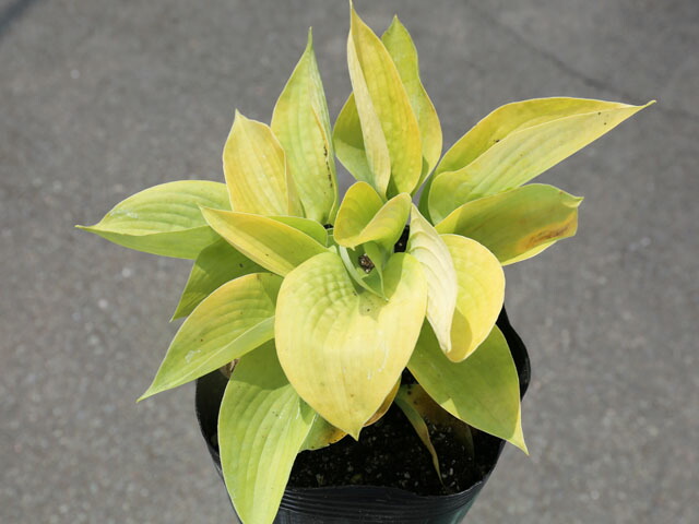 ギボウシ ゴールデンメダリオン 15cmポット 3作品組み 送料無料 1年歳枯れ保する 鱗茎 Brucetires Ca