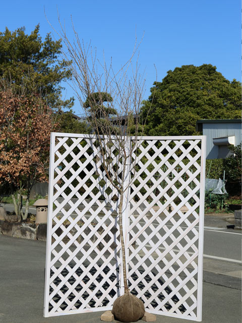 早割クーポン サクラ ゴテンバザクラ 2 3m露地 2本セット 送料無料 1年間枯れ保証 シンボルツリー落葉 配達指定不可 大型商品 楽天カード分割 Blinken No