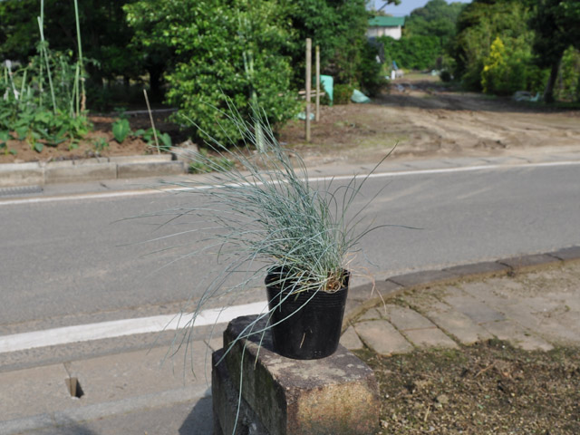 楽天市場 フェスツカ グラウカ 10 5cmポット 1本 1年間枯れ保証 下草 トオヤマグリーン