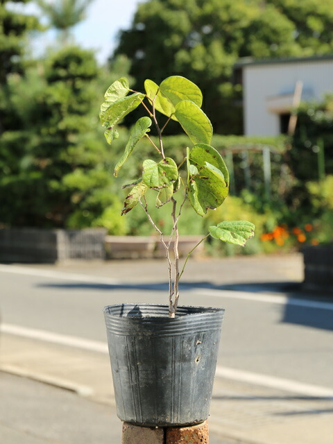 ハナズオウ 0 3m15cmポット 8シナリオ組 貨物輸送無料 1年中枯れ保証 春に最高潮が咲く天然木 Loadedcafe Com