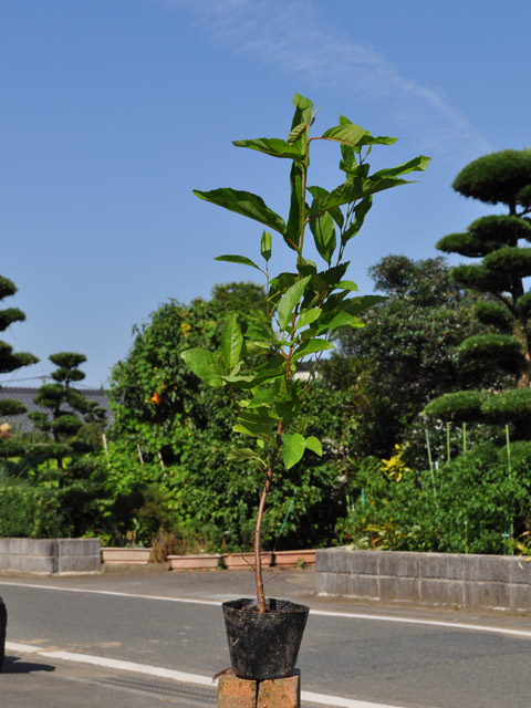 楽天市場 翌日出荷 ハンノキ 0 5m10 5cmポット 1本 1年間枯れ保証 山林苗木 トオヤマグリーン