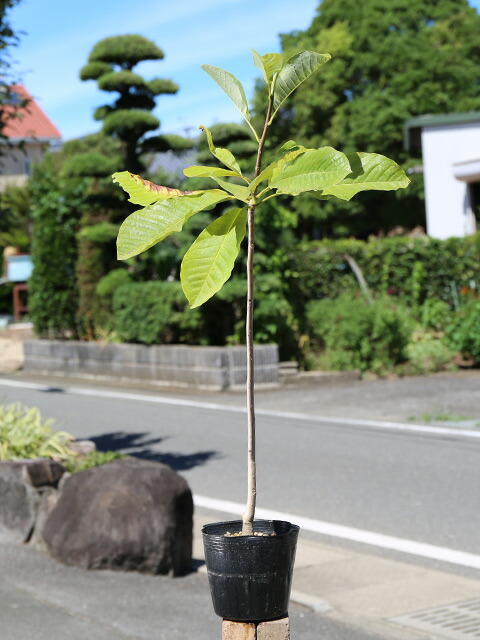 クロミノニシゴリ 10.5cmポット 200本 植木 苗 その他苗木、植木 | www