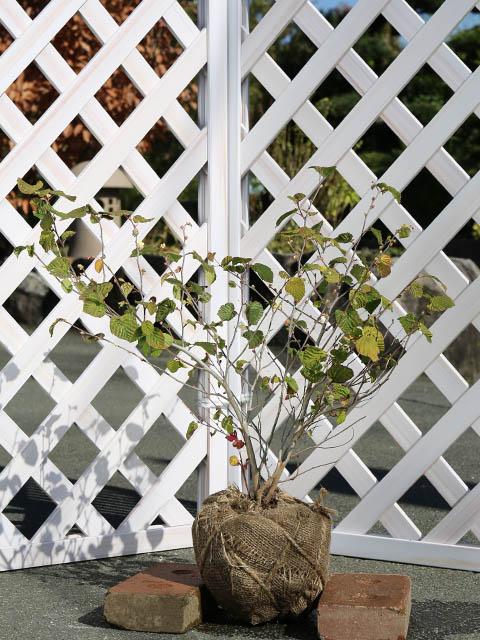 1年間枯れ保証 植木 ヒュウガミズキ 0 5m露地 3本セット 送料無料 春に花が咲く木 鐘形の花 トオヤマグリーン