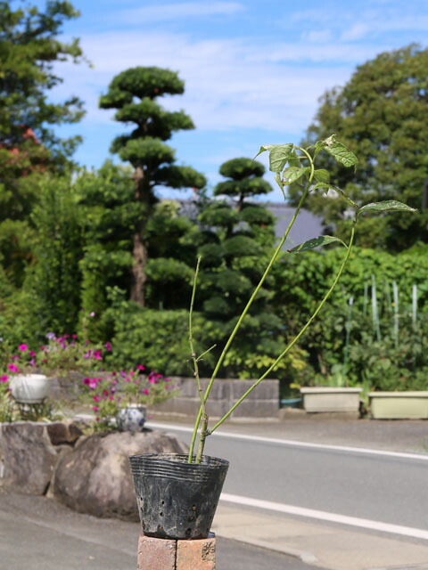 ハナミズキ 赤花単木 1年間枯れ保証 1本 2 5m露地 シンボルツリー落葉 最新情報 2 5m露地