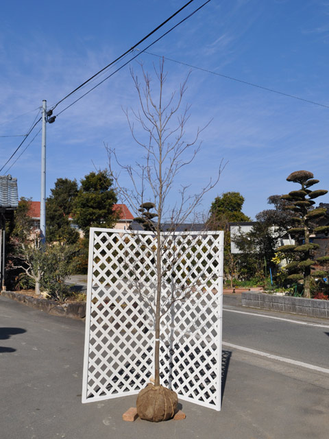 楽天市場 ハナミズキ 白花単木 2 5m露地 1本 1年間枯れ保証 シンボルツリー落葉 配達指定不可 大型商品 トオヤマグリーン