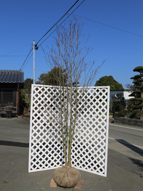 楽天市場 ハナミズキ 白花株立ち 2 5m露地 2本セット 送料無料 1年間枯れ保証 シンボルツリー落葉 配達指定不可 大型商品 トオヤマグリーン