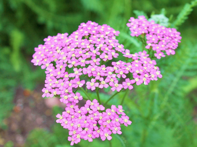 ヤロー レッド 9 0cmポット 送料無料 本セット