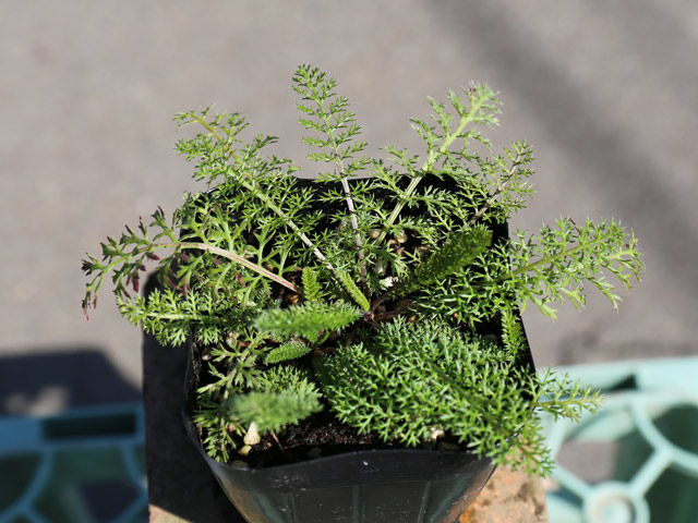 ヤロー レッド 9 0cmポット 送料無料 本セット