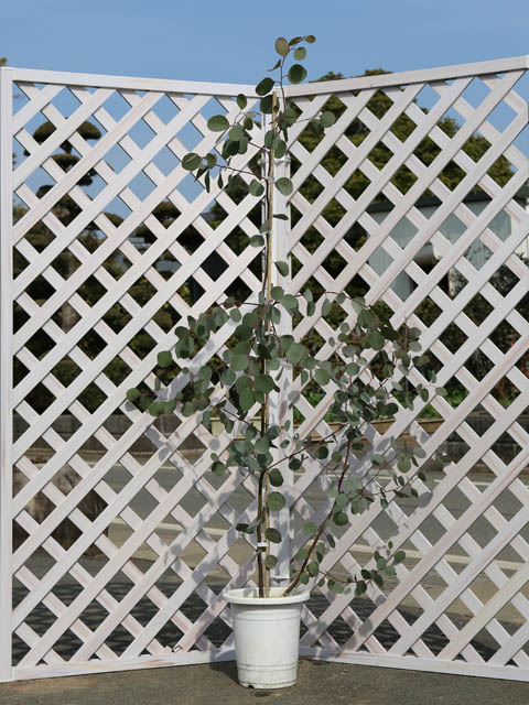 楽天市場 ユーカリ ポポラス 1 5m露地 1本 1年間枯れ保証 シンボルツリー常緑 トオヤマグリーン
