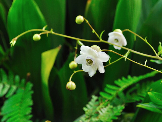 レンゲショウマ Cmポット 8本セット 送料無料 1年間枯れ保証 山野草 Mysteelroof Com