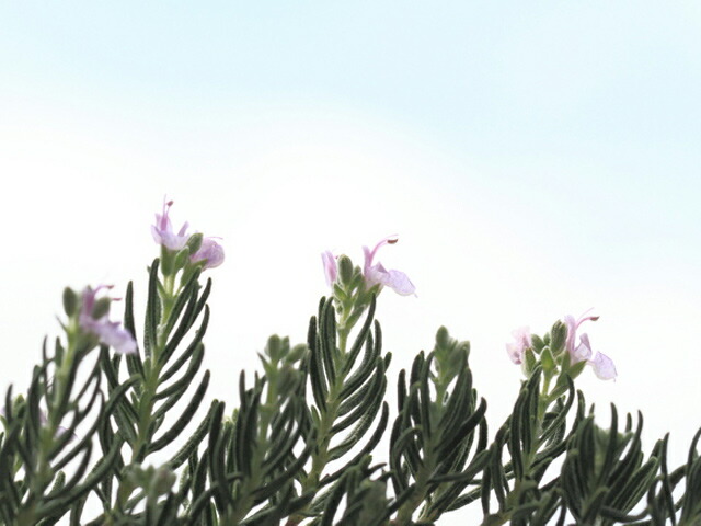 ローズマリー マジョルカピンク 9 0cmポット 25本セット 送料無料 1年間枯れ保証 ハーブ Brocamarketing Com