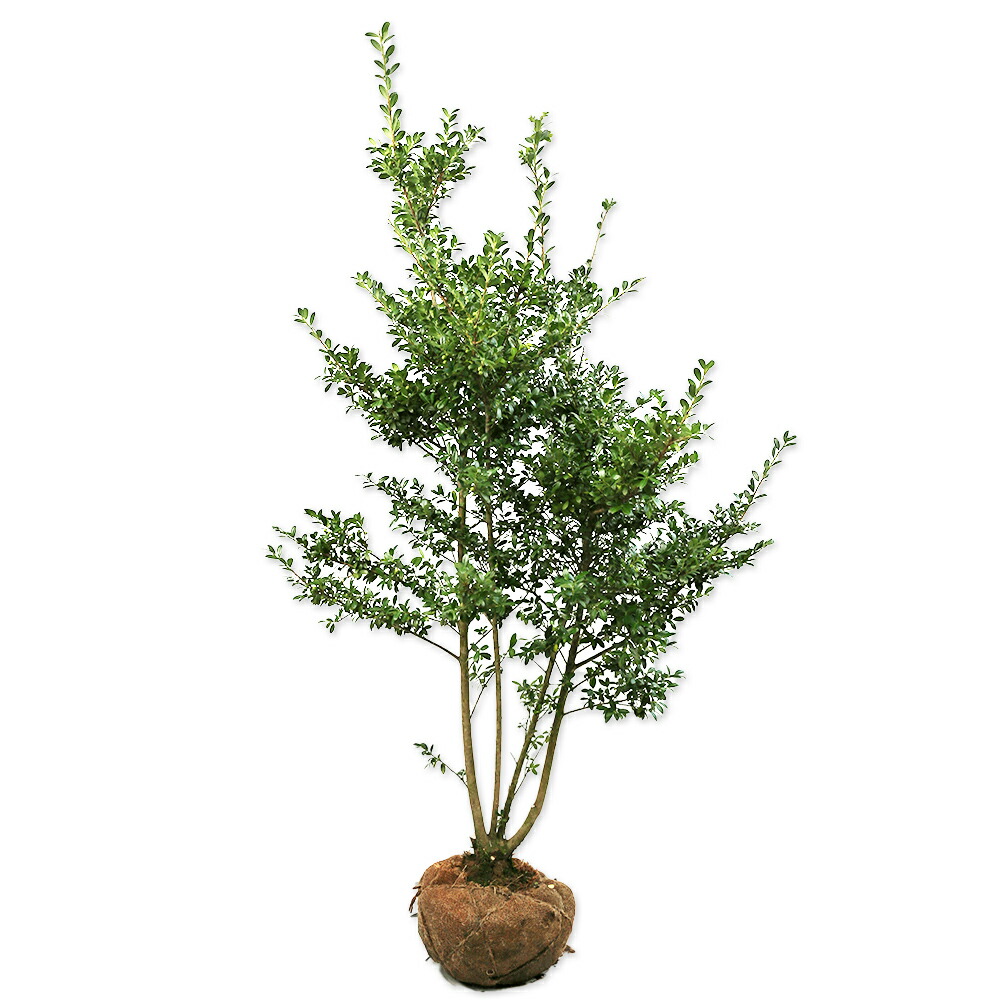 楽天市場】イヌツゲ 1.2m 露地 苗 : トオヤマグリーン