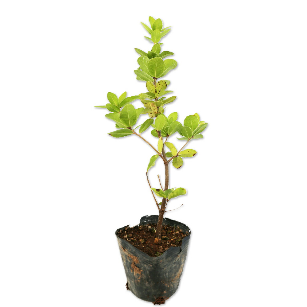 楽天市場】コウヨウザン 0.3m 10.5cmポット 苗 : トオヤマグリーン