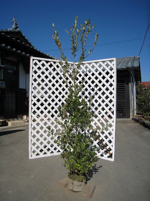 楽天市場】ウバメガシ 単木 2m 露地 2本 苗木 : トオヤマグリーン 楽天市場】ウバメガシ 単木 2m 露地 2本 苗木 : トオヤマグリーン