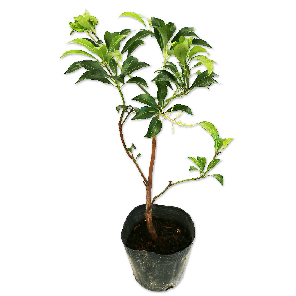 楽天市場】バイカツツジ 0.6m 10.5cmポット 苗 : トオヤマグリーン