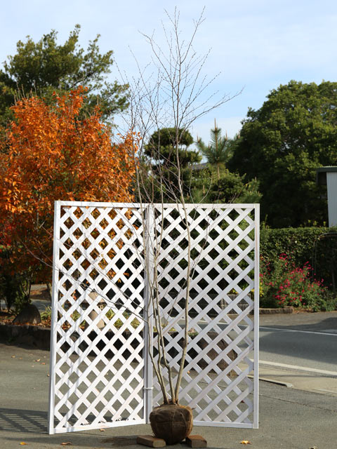 楽天市場】【現品発送】【山採り天然木】樹形と幹肌、花、実を楽しめる