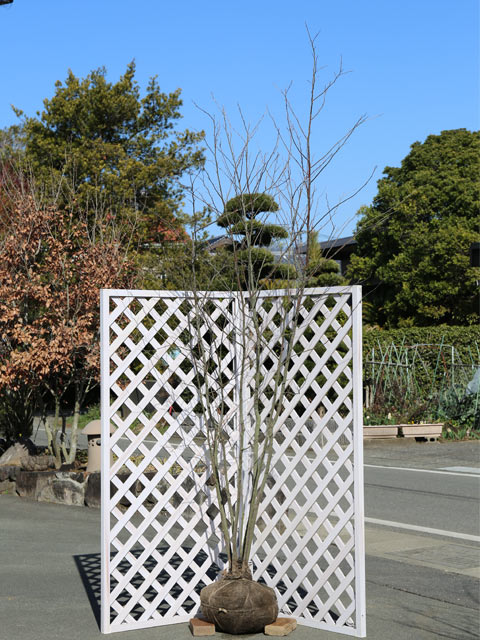 2 山採り　エゴノキ 山採り自然樹形のエゴノキ販売 那珂市秋元園芸