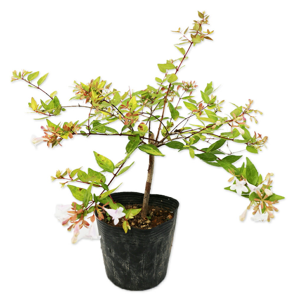 楽天市場】常緑低木 アベリア フランシスメイソン 5号ポット苗