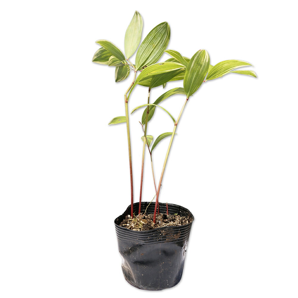 楽天市場】トキワナルコユリ 12cmポット 苗 : トオヤマグリーン