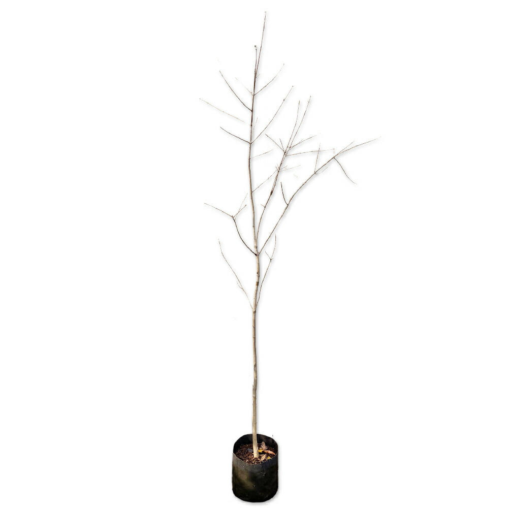 最終値下げ品　山採りイタヤカエデ　イタヤH180cmW60cm Y's for men 2025-26A/WJR NAGOYA TAKASHIMAYAPOP-UP STORE