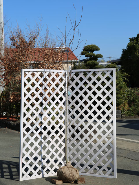 楽天市場】【現品発送】【山採り天然木】樹形と幹肌、花、実を楽しめる