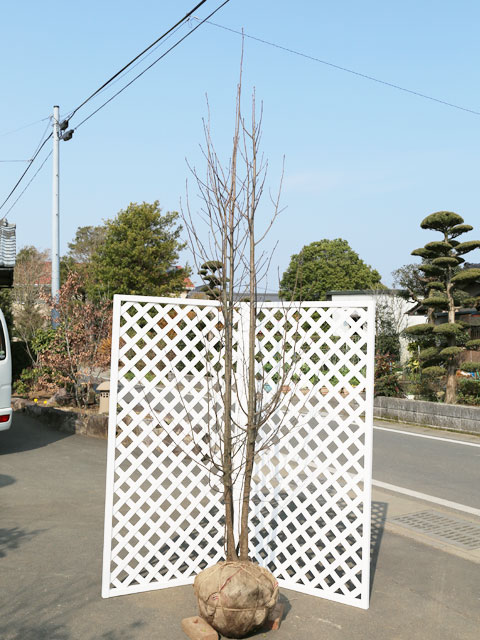 小豆有りの実 株立ち 2.5m 露地 2本 若木